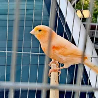 قناری نر|پرنده|برازجان, |دیوار