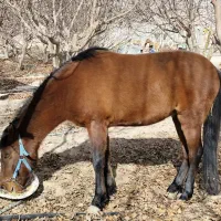 اسب نریان نریون یورقه 5 سال