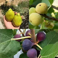 انجیر|گل و گیاه طبیعی|مشهد, امیرآباد|دیوار