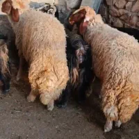 شک ورن سنجابی