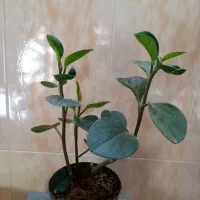 گل طبیعی|گل و گیاه طبیعی|تربت جام, باغ سنگان سفلی|دیوار