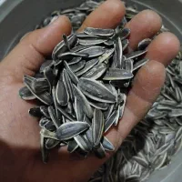 تخمه اس۴۰۰|خوردنی و آشامیدنی|اسفرورین, |دیوار