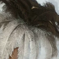 فروش پر شتر مرغ