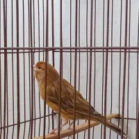 قناری شتری سرخ|پرنده|شیراز, شیشه‌گری|دیوار