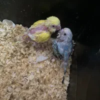 مرغ عشق سرلاکی