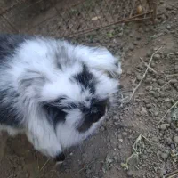 خرگوش مینی لوپ بالغ