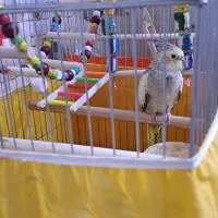 عروس هلندی ماده دستی|پرنده|تهران, شهرک ولیعصر جنوبی|دیوار