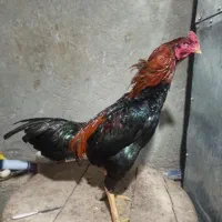 تخم مرغ لاری|حیوانات مزرعه|هشتگرد, هشتگرد قدیم|دیوار