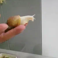حلزون زیبا و ارزان