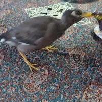 فروش کوتوله برزلی