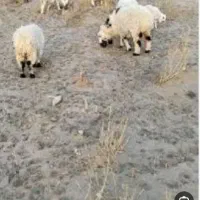 گوشت گوسفندنرینه