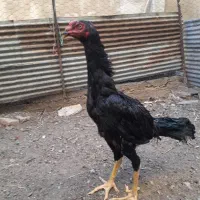 جوجه لاری دانگ بالا