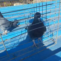 کبوتر فروشی|پرنده|نقده, |دیوار