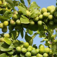 نهالستان الفتی و نصیری|خدمات باغبانی و درختکاری|خسروشاه, |دیوار