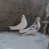کفتر نر ماده پرشی