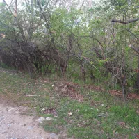 فروش قطعات ۱۰۰۰ متری باغ و زمین کشاورزی|فروش زمین و ملک کلنگی|نهاوند, |دیوار