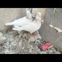 هفتا کبوتر طوقی سبز سرخ