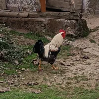 خروس