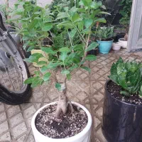 گل بونسای و گل پتوس یک متری