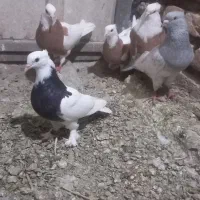 کبوتران رنگی