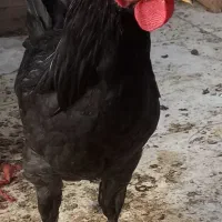 مست پرکلاغی