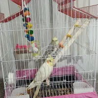 عروس هلندی ناز|پرنده|قدس, شهر‌قدس|دیوار