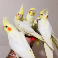 جوجه عروس هلندی