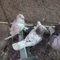 کبوترهفت رنگ سار سرور.پشتدار آلمانی|پرنده|پاکدشت, پاکدشت (مامازند)|دیوار