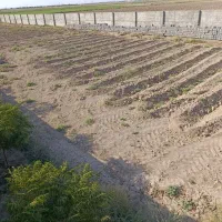 کارگر برای کار در نهالستان|خدمات باغبانی و درختکاری|جوادآباد, |دیوار
