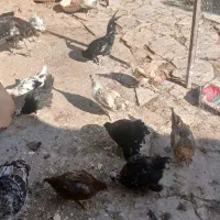 مرغ‌وخروس‌گلین