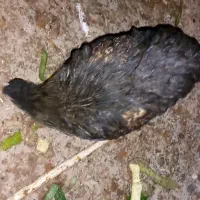 جوجه مرغ4 ماهه