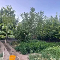 فروش و معاوضه ی خونه باغ در بهترین لوکیشن سانیج|فروش خانه و ویلا|تفت, |دیوار