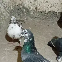 کبوترگرفتنی|پرنده|فشاپویه, |دیوار