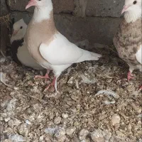 جفت جوجه طوقی .یکی سیاه یکی ام شکلاتی