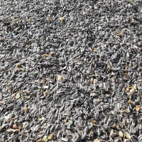 تخمه آفتابگردان درجه ۱|خوردنی و آشامیدنی|شال, |دیوار