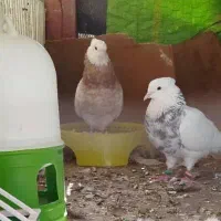 پرنده|پرنده|لالی, |دیوار