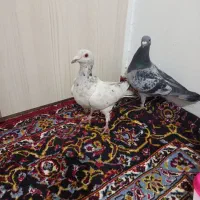 کفتر آلمانی و تهرونی|پرنده|مشهد, شهرک مهرگان|دیوار