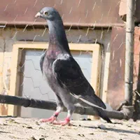 ۲۰ تا کفتر زدخوردی|پرنده|قائن, |دیوار