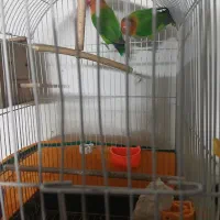 طوطی  برزیلی سبز کوتوله اپال فیشر البینو