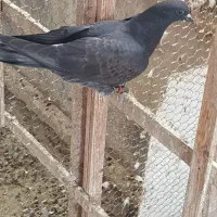 کبوتر جوجه پرشی|پرنده|رشت, گلسار|دیوار