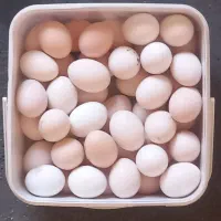 تخم مرغ کردی