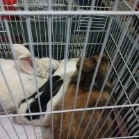 دوعدد نر سالم چاق شش ماهه ۶۰۰ولوپ ۴۰۰|موش و خرگوش|ارومیه, |دیوار