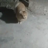 سگ پامر|سگ|برازجان, |دیوار