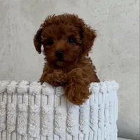 سگ توله توی پودل دارک رد 68 روز توی پودل رد|سگ|تهران, شهرک غرب|دیوار