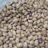 لوبیا چیتی