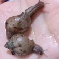 خاویار حلزون