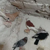 کبوتر صید|پرنده|مشهد, نیزه|دیوار