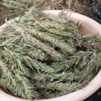 گیاه کاکوتی (انخ کوهی ) تازه