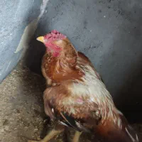 مرغ و خروس لاری