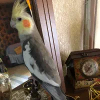 عروس هلندی گمشده